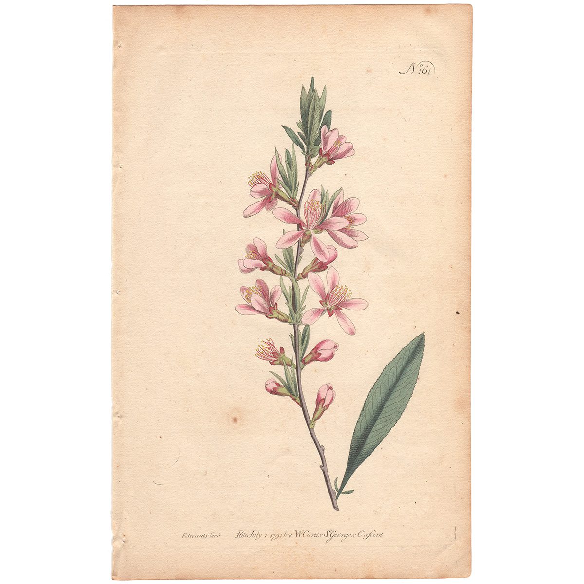 Curtis Plate 161 Dwarf Almond