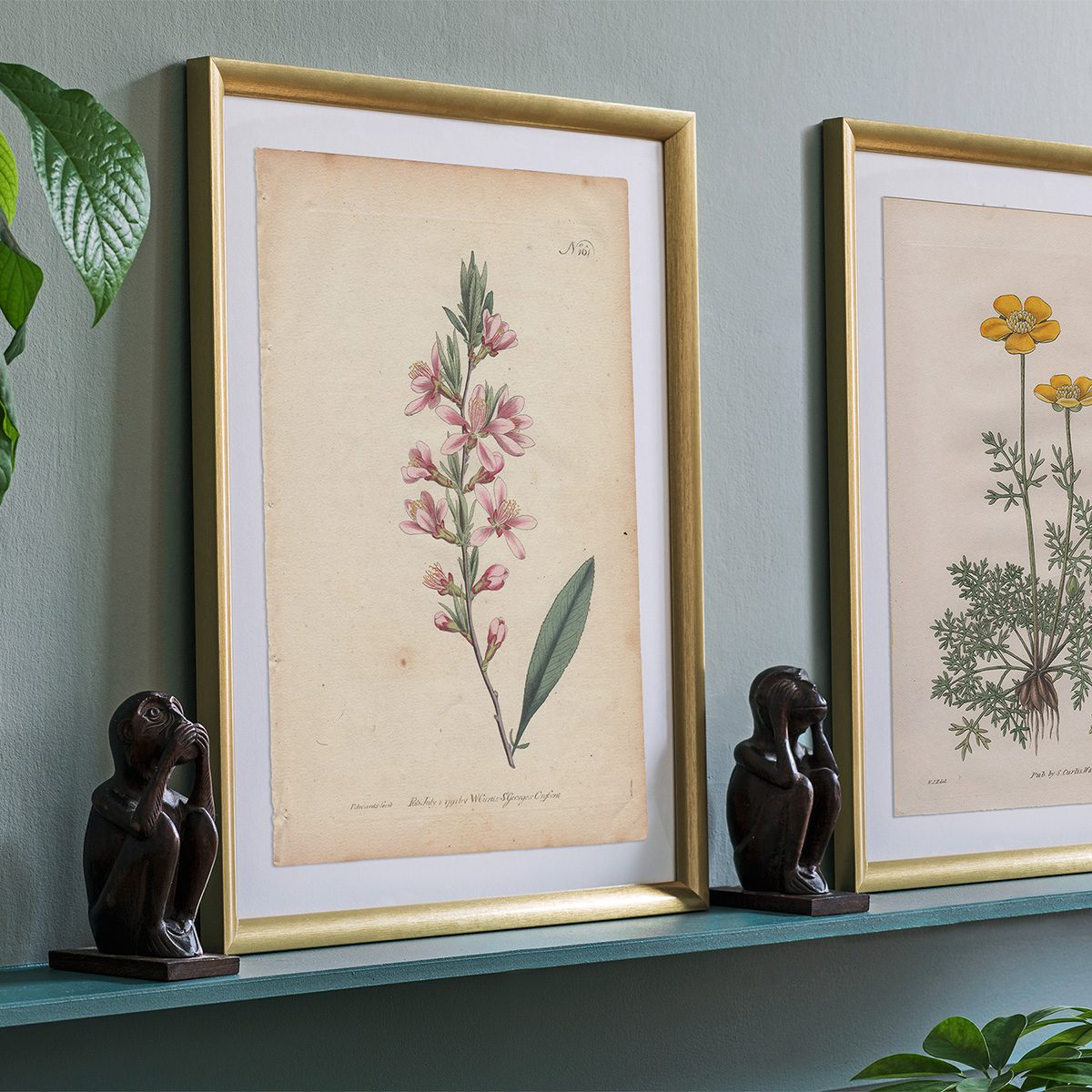 Original antique hand-colored engraving botanical print from Curtis’s Botanical Magazine; or Flower-Garden Displayed.