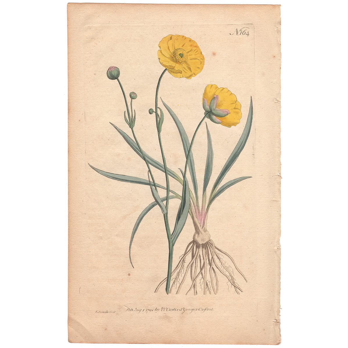 Curtis Plate 164 Grass-Leaved Crowfoot