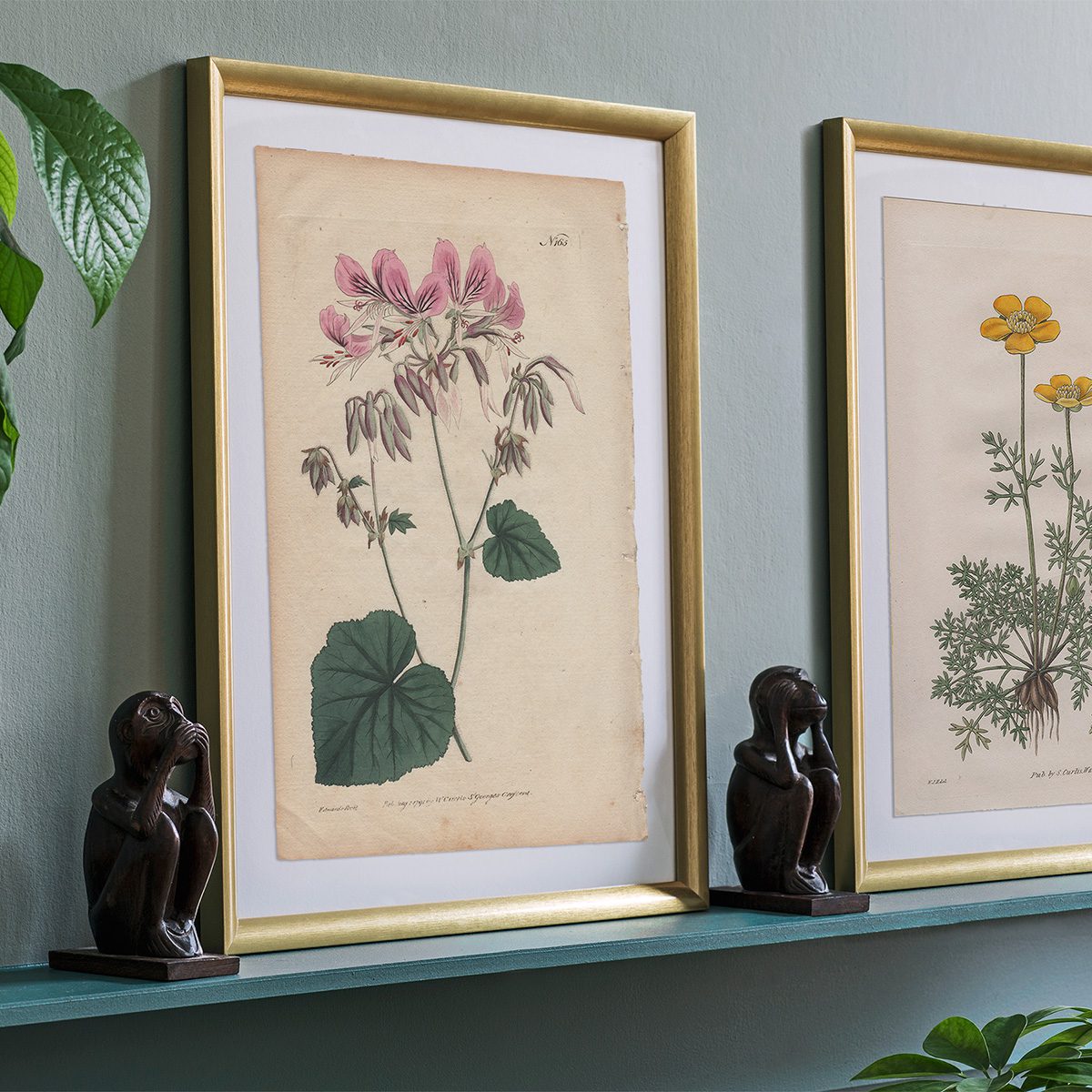 Original antique hand-colored engraving botanical print from Curtis’s Botanical Magazine; or Flower-Garden Displayed.