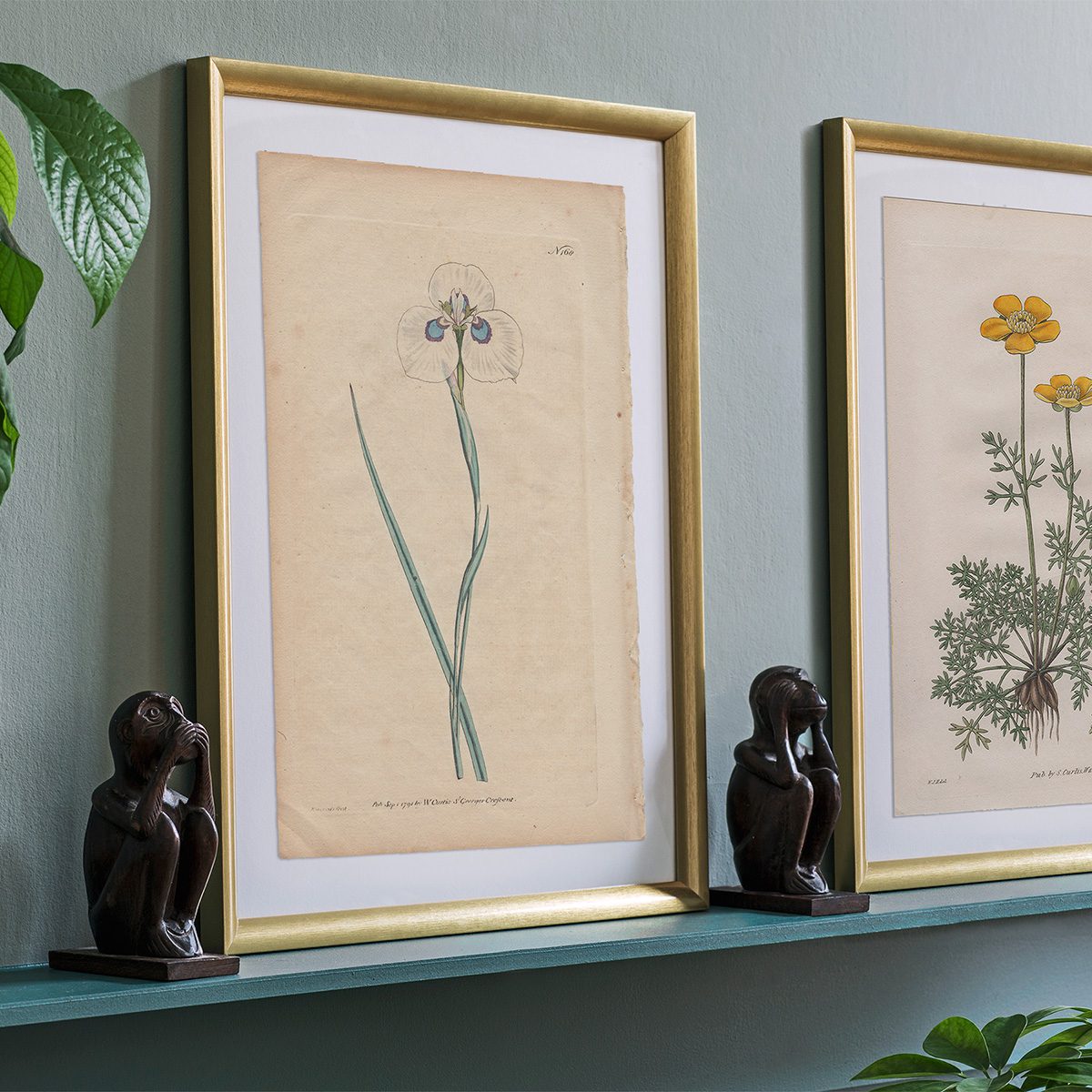 Original antique hand-colored engraving botanical print from Curtis’s Botanical Magazine; or Flower-Garden Displayed.