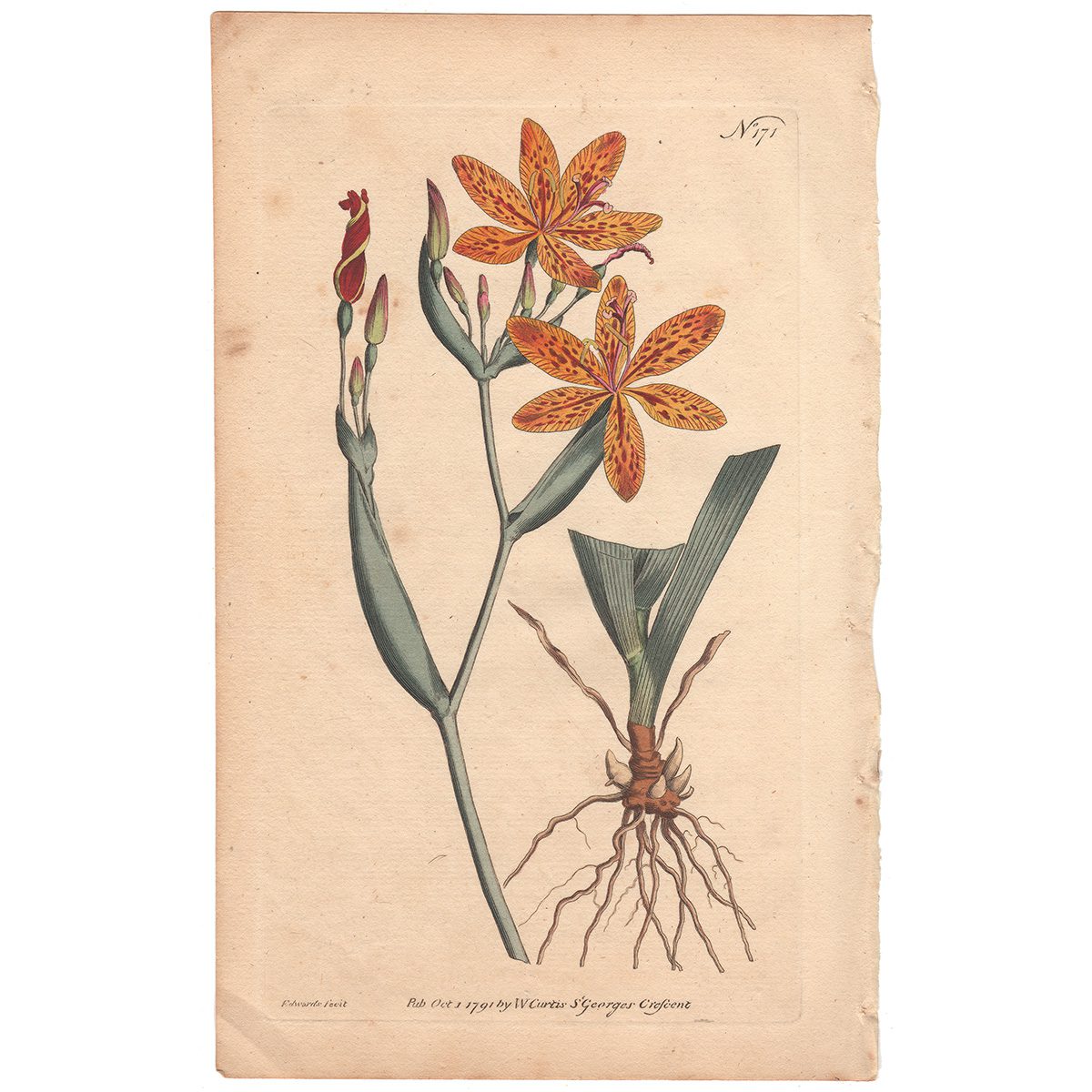 Curtis Plate 171 Chinese Ixia