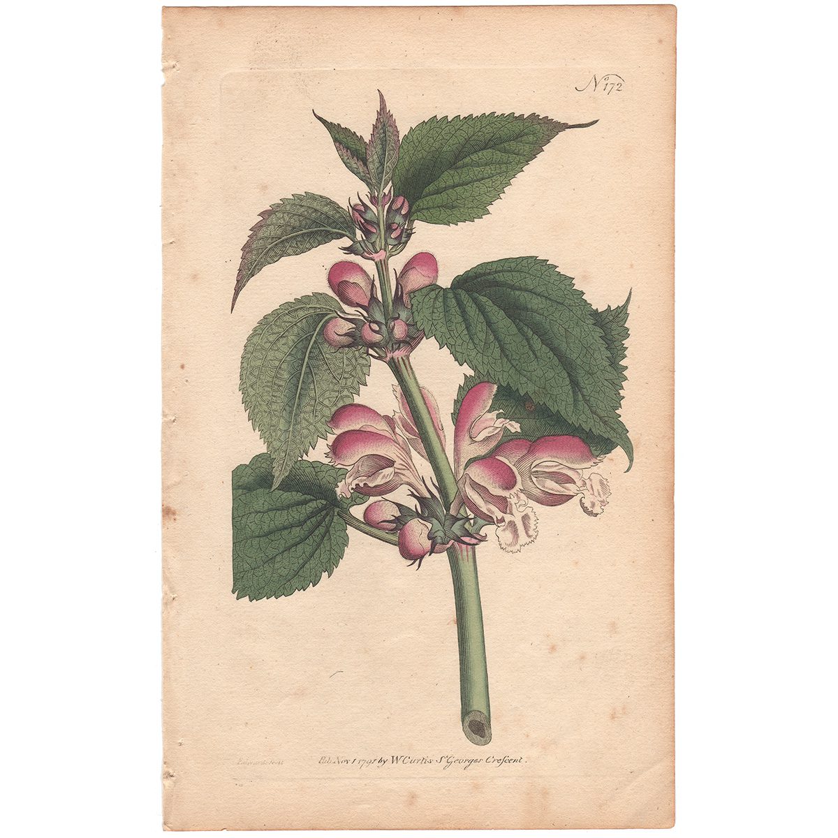 Curtis Plate 172 Balm-Leaved Archangel, or Dead-Nettle