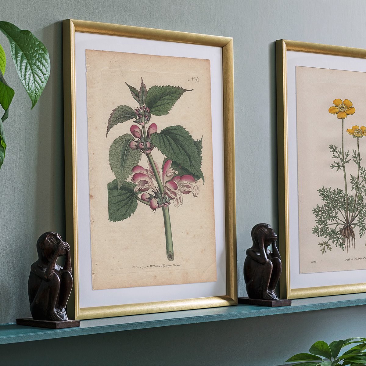 Original antique hand-colored engraving botanical print from Curtis’s Botanical Magazine; or Flower-Garden Displayed.