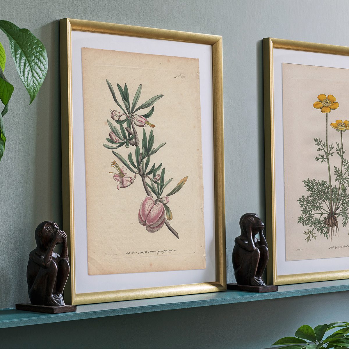 Original antique hand-colored engraving botanical print from Curtis’s Botanical Magazine; or Flower-Garden Displayed.