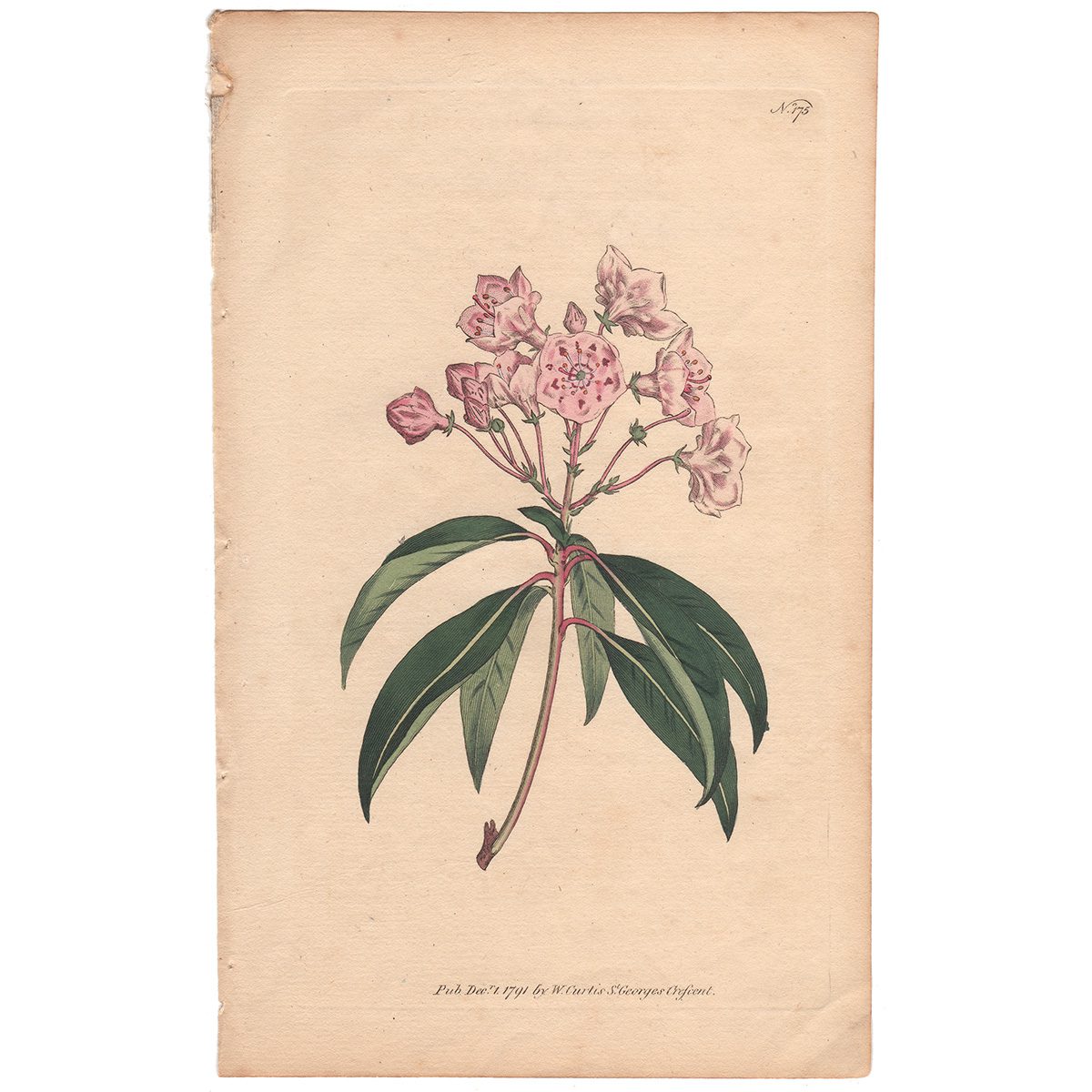 Curtis Plate 175 Broad-Leaved Kalmia