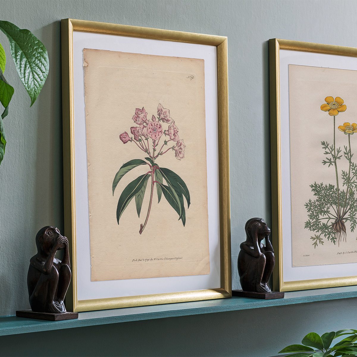 Original antique hand-colored engraving botanical print from Curtis’s Botanical Magazine; or Flower-Garden Displayed.