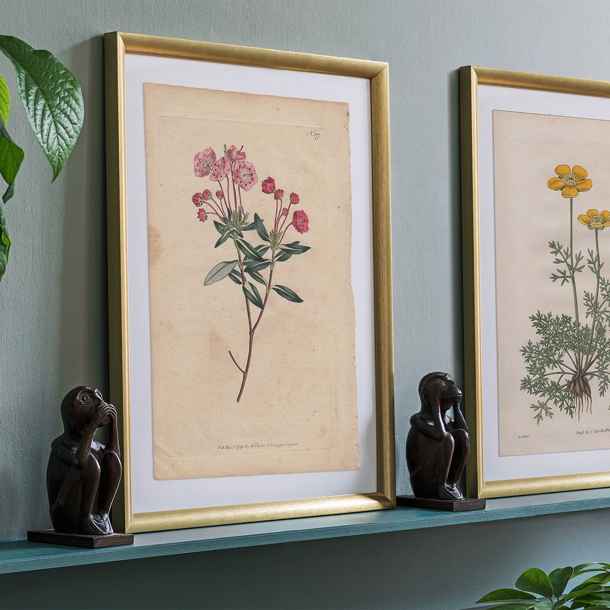 Original antique hand-colored engraving botanical print from Curtis’s Botanical Magazine; or Flower-Garden Displayed.