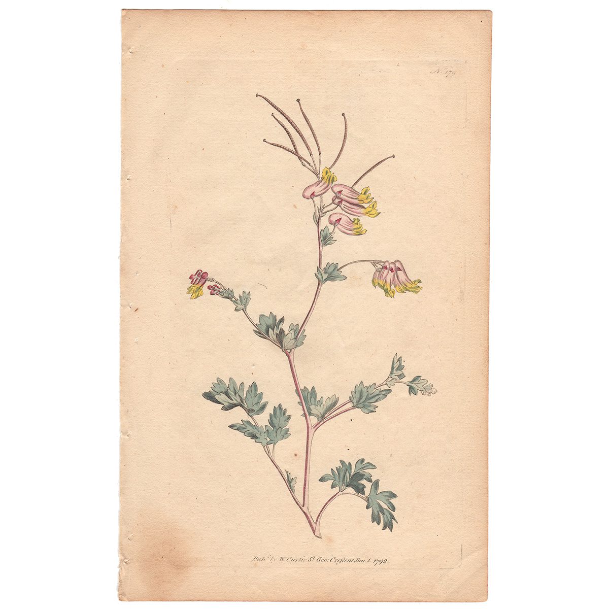 Curtis Plate 179 Glaucous Fumitory