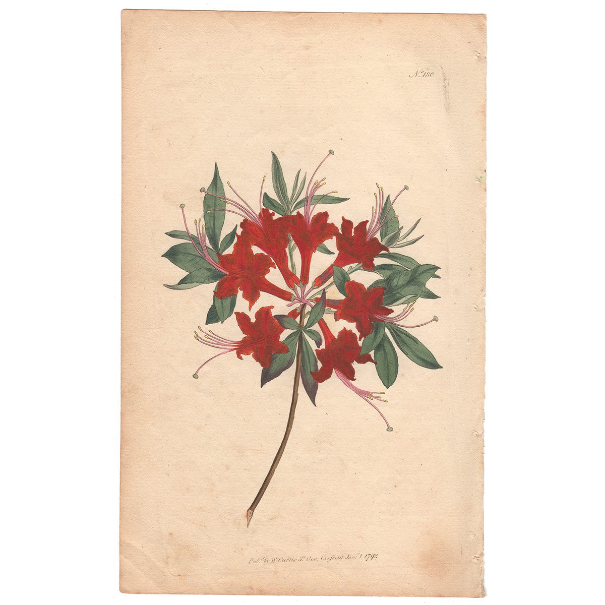Curtis Plate 180 Scarlet Azalea