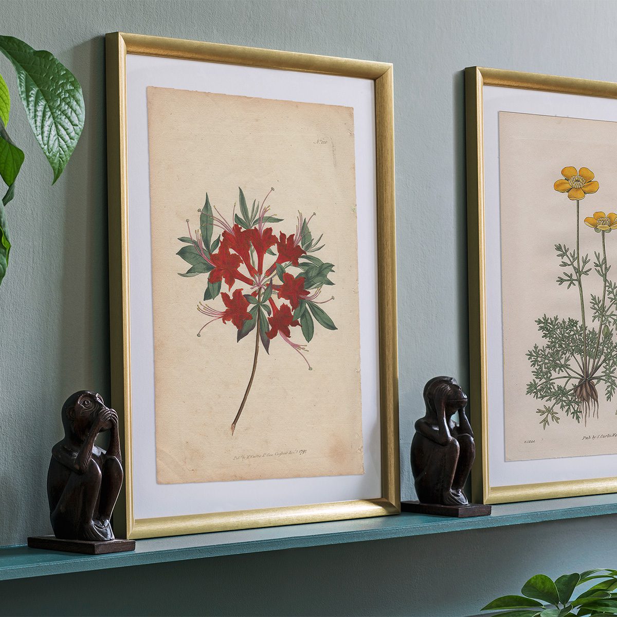 Original antique hand-colored engraving botanical print from Curtis’s Botanical Magazine; or Flower-Garden Displayed.