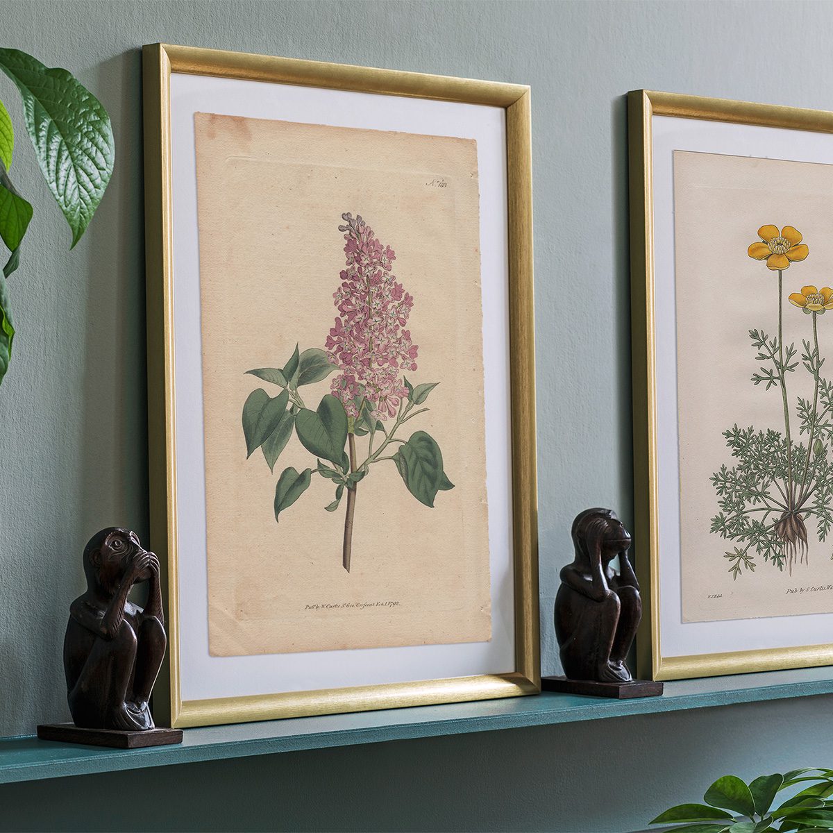 Original antique hand-colored engraving botanical print from Curtis’s Botanical Magazine; or Flower-Garden Displayed.