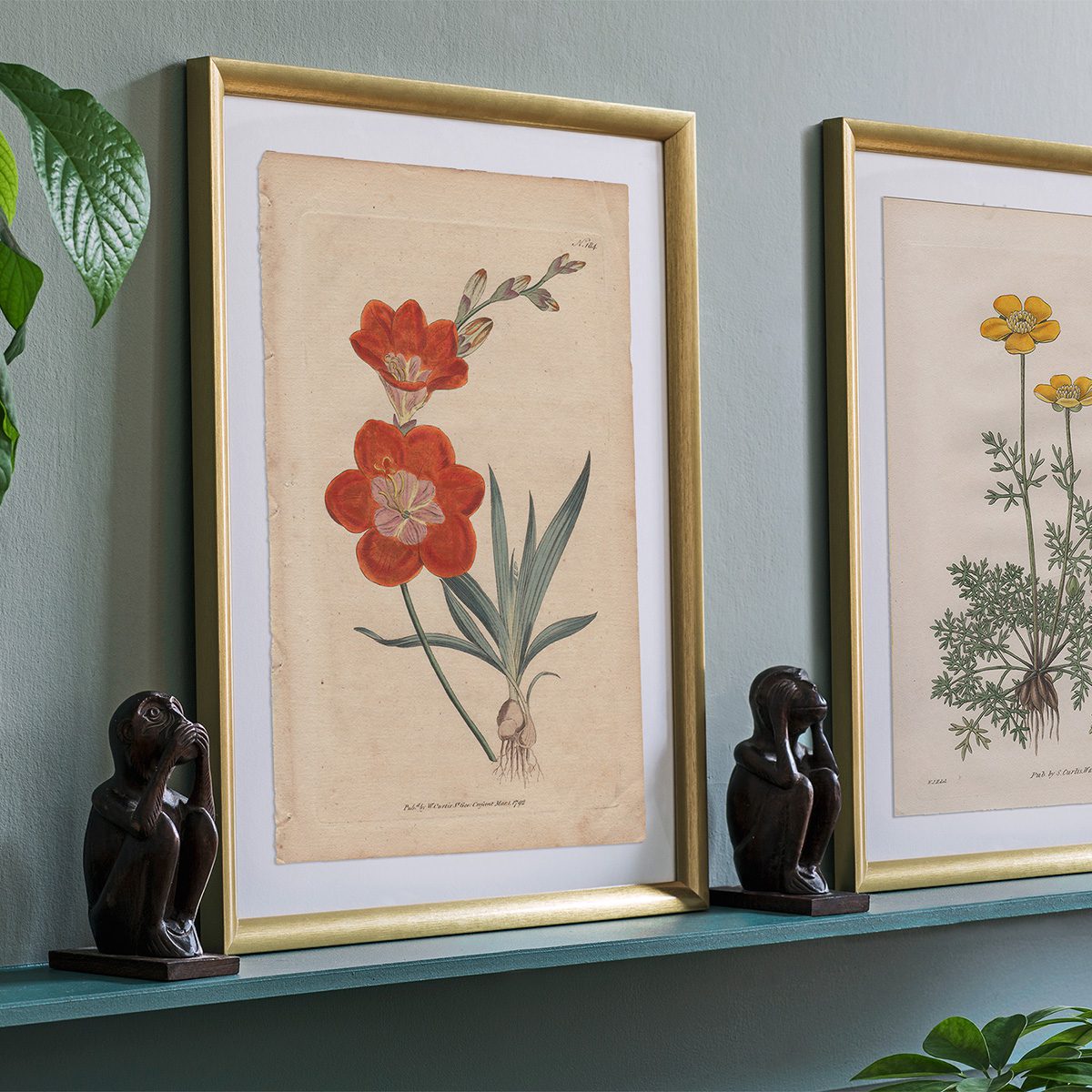 Original antique hand-colored engraving botanical print from Curtis’s Botanical Magazine; or Flower-Garden Displayed.