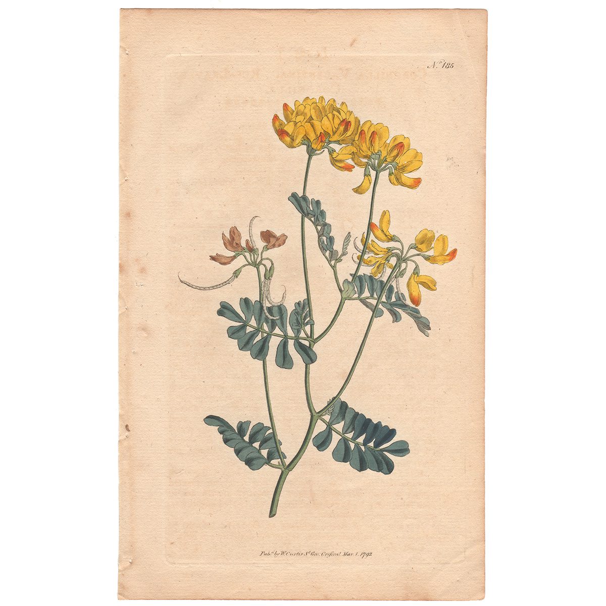 Curtis Plate 185 Rue-leaved Coronilla