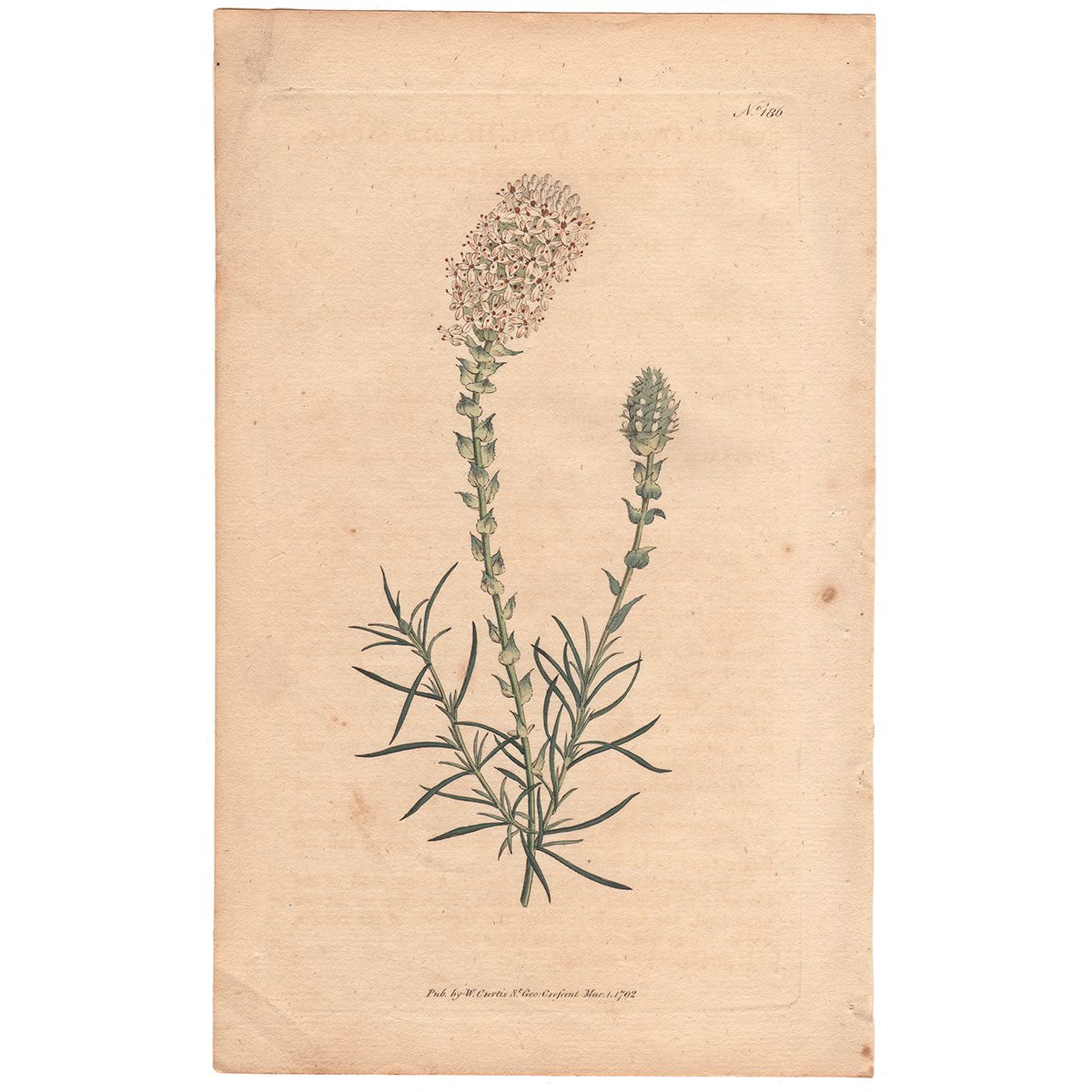 Curtis Plate 186 Oval-Headed Selago