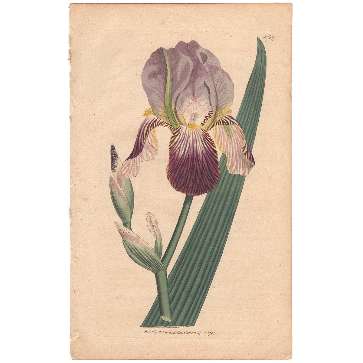 Curtis Plate 187 Elder-Scented Iris