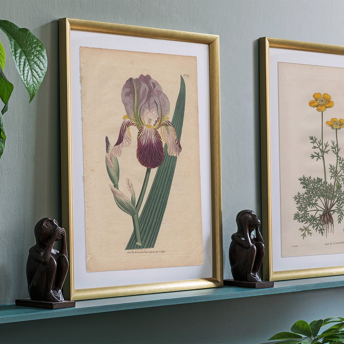 Original antique hand-colored engraving botanical print from Curtis’s Botanical Magazine; or Flower-Garden Displayed.