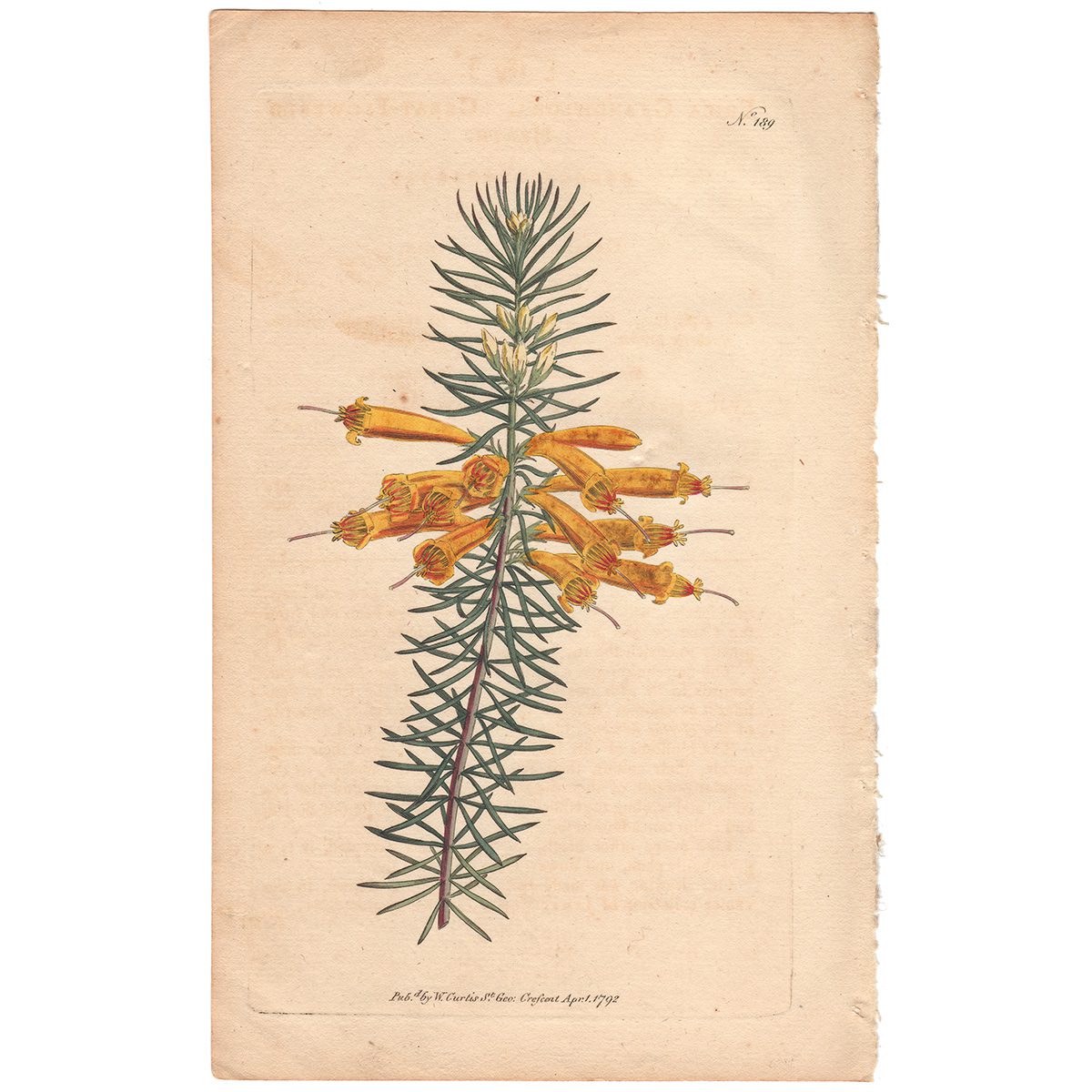 Curtis Plate 189 Great-Flowered Heath