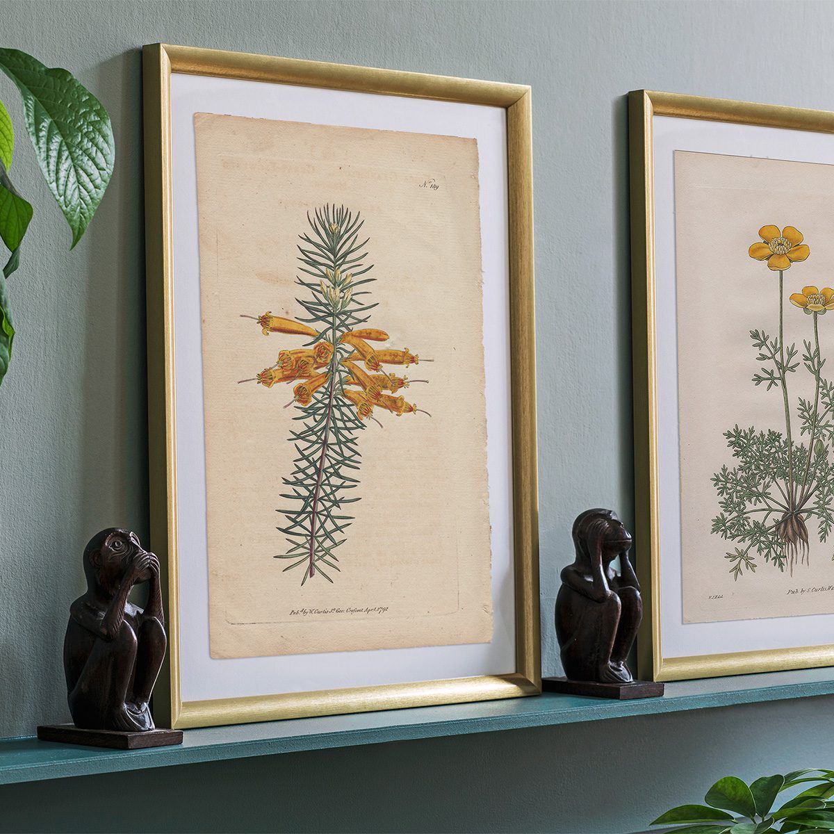 Original antique hand-colored engraving botanical print from Curtis’s Botanical Magazine; or Flower-Garden Displayed.