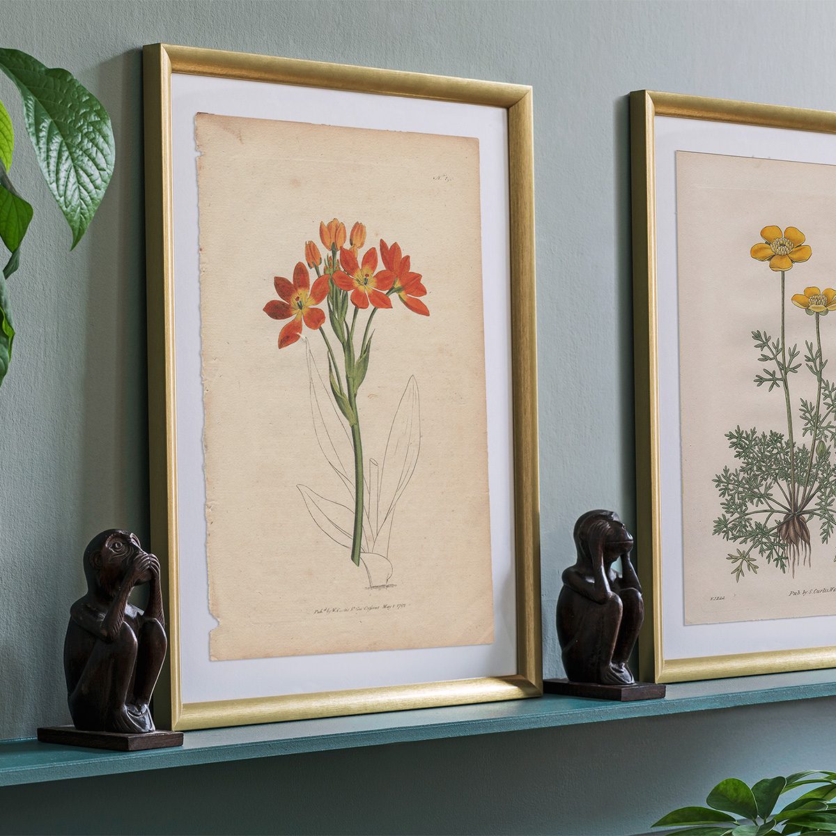 Original antique hand-colored engraving botanical print from Curtis’s Botanical Magazine; or Flower-Garden Displayed.