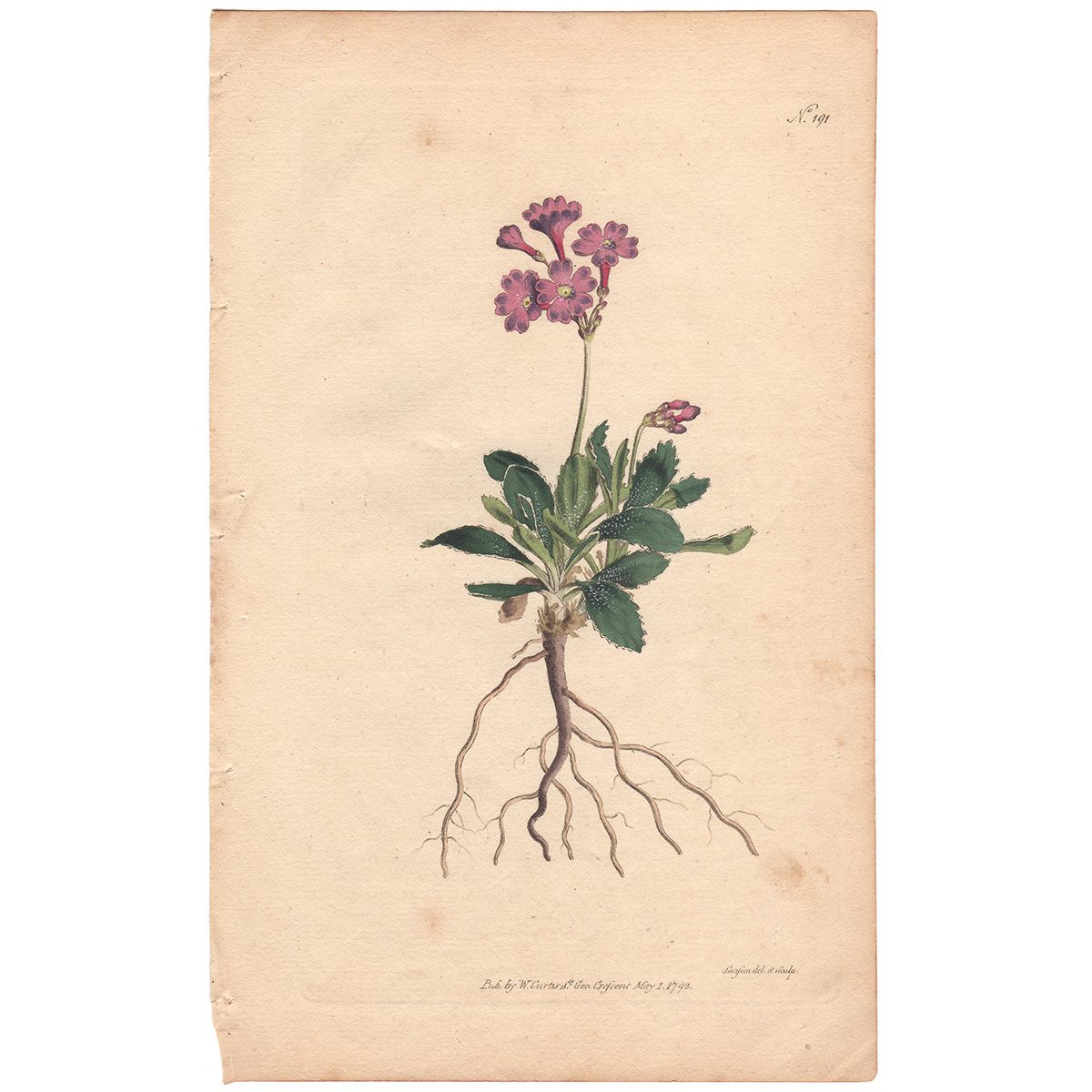 Curtis Plate 191 Silver-Edged Primula