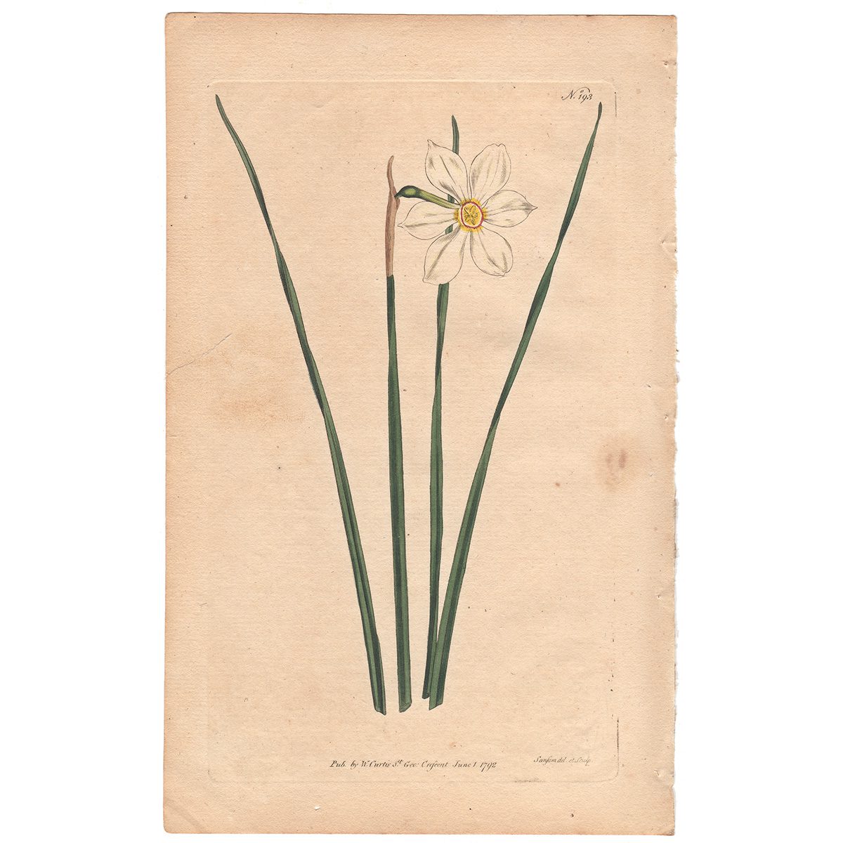 Curtis Plate 193 Narrow-Leaved Narcissus