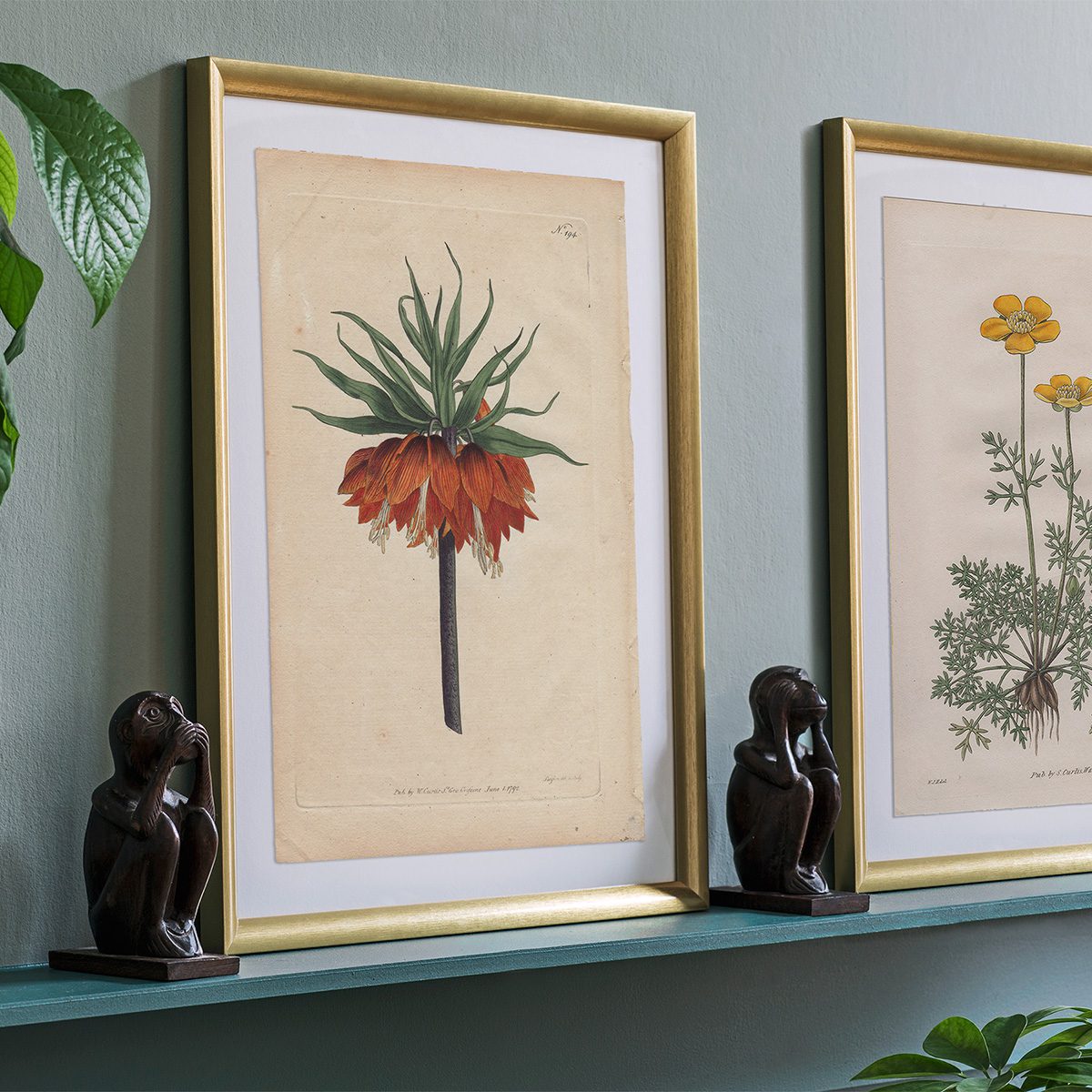 Original antique hand-colored engraving botanical print from Curtis’s Botanical Magazine; or Flower-Garden Displayed.