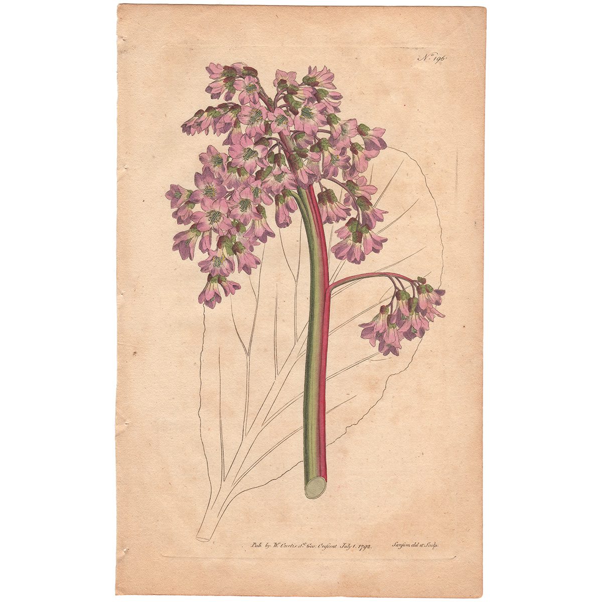 Curtis Plate 196 Oval-Leaved Saxifrage