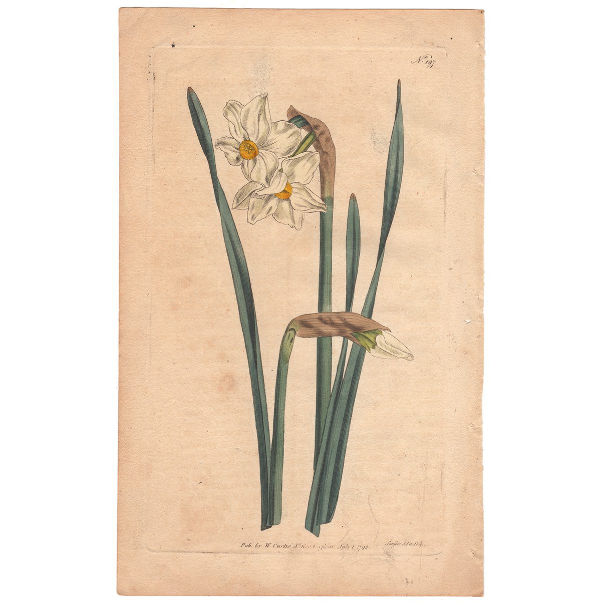 Curtis Plate 197 Two-Flowered Narcissus