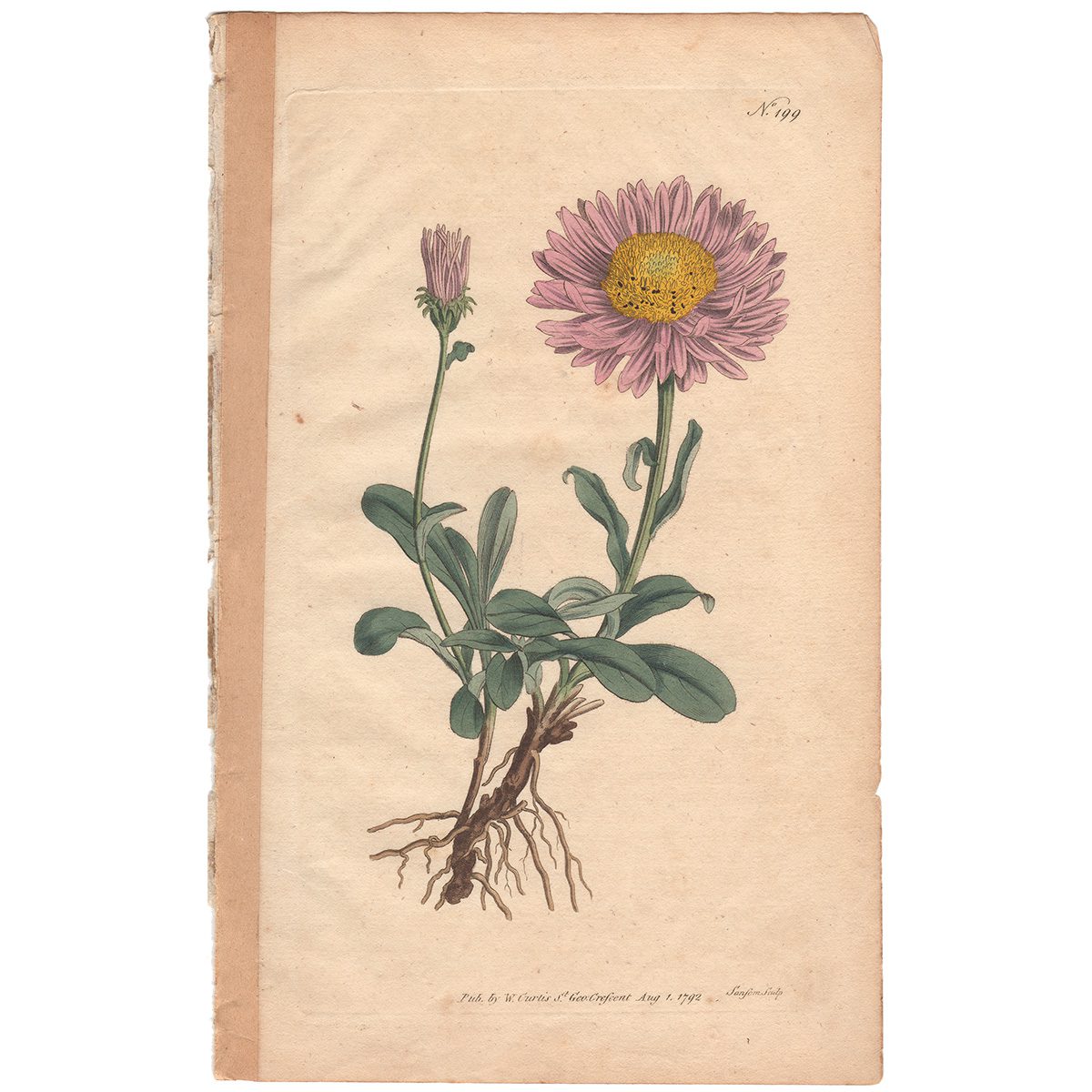 Curtis Plate 199 Alpine Aster