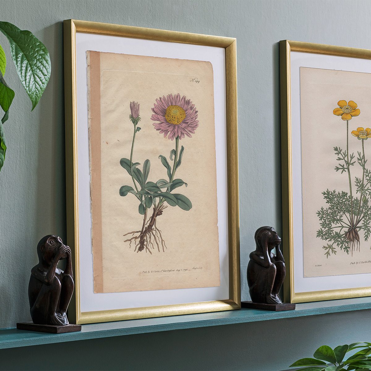 Original antique hand-colored engraving botanical print from Curtis’s Botanical Magazine; or Flower-Garden Displayed.