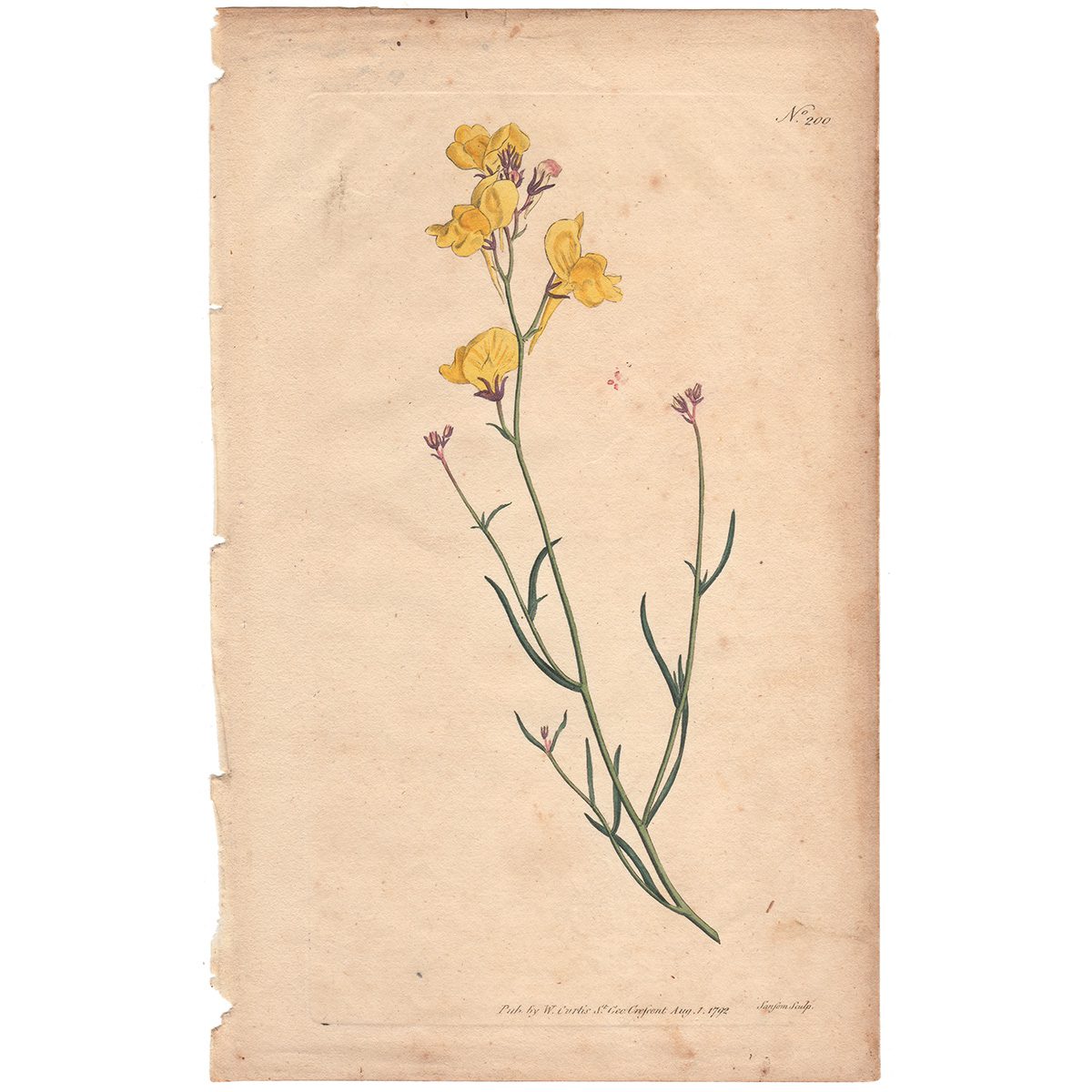 Curtis Plate 200 Branching Toad-Flax