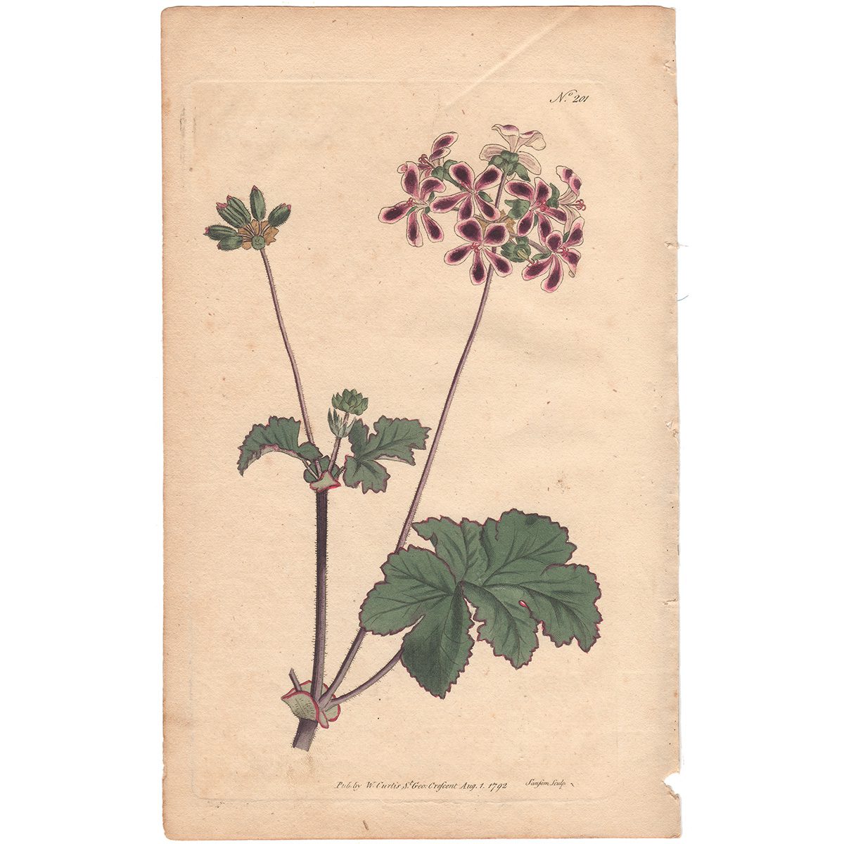 Curtis Plate 201 Two-Coloured Crane's-Bill