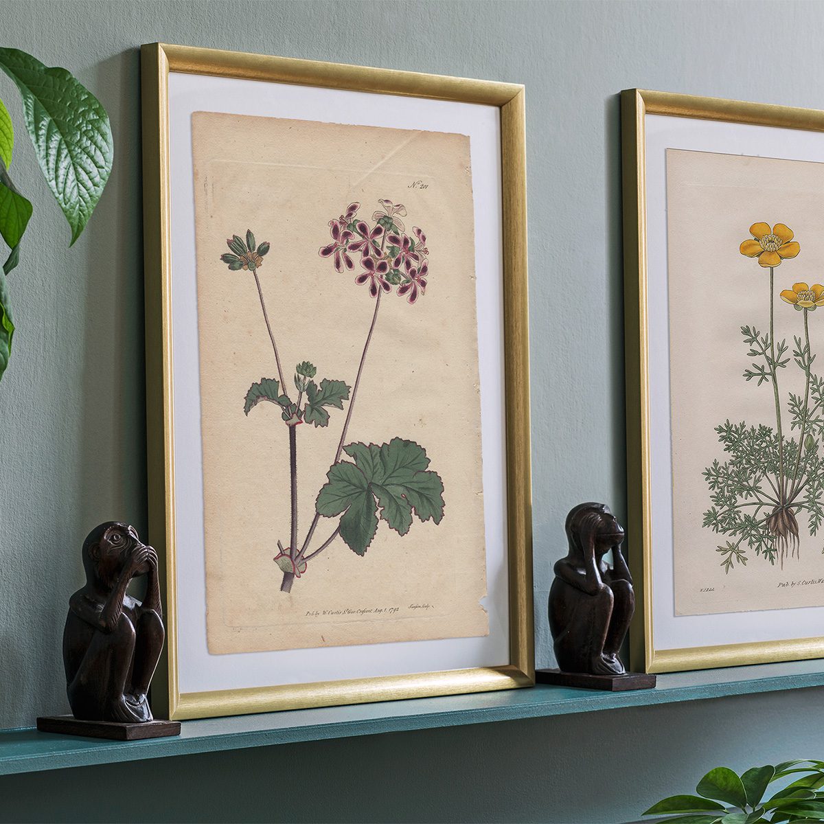 Original antique hand-colored engraving botanical print from Curtis’s Botanical Magazine; or Flower-Garden Displayed.
