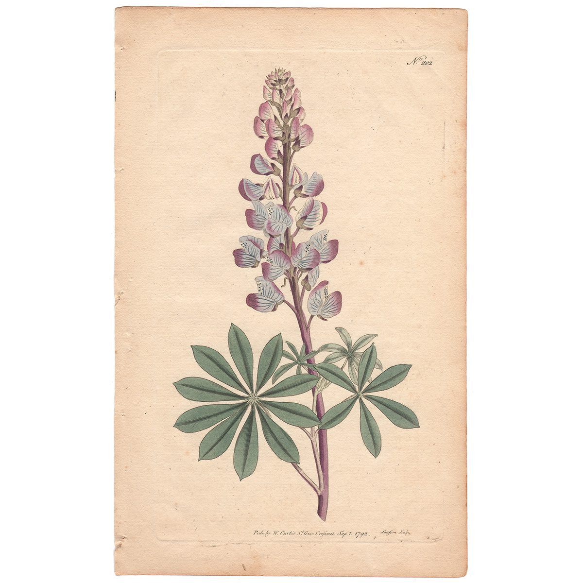 Curtis Plate 202 Perennial Lupine