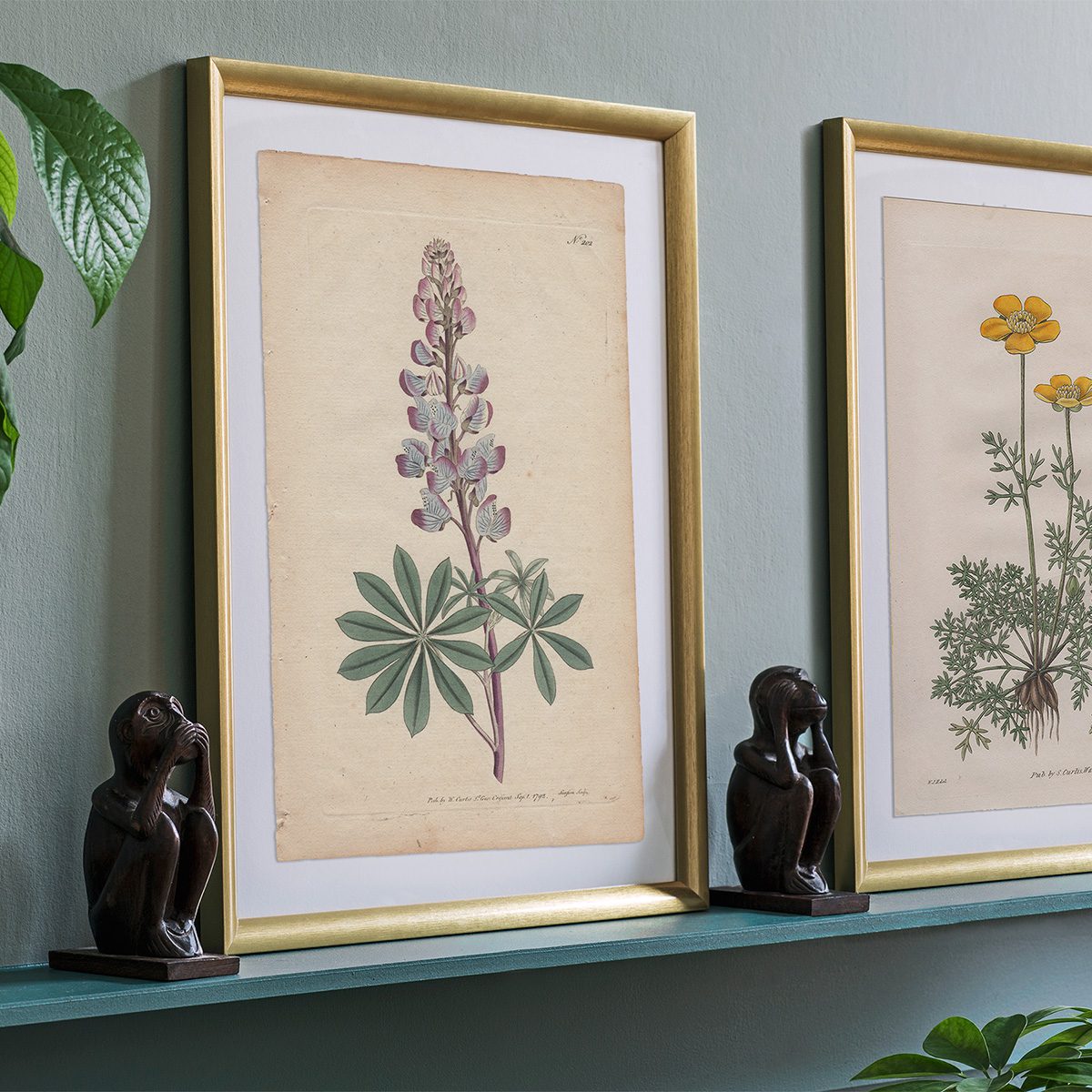Original antique hand-colored engraving botanical print from Curtis’s Botanical Magazine; or Flower-Garden Displayed.