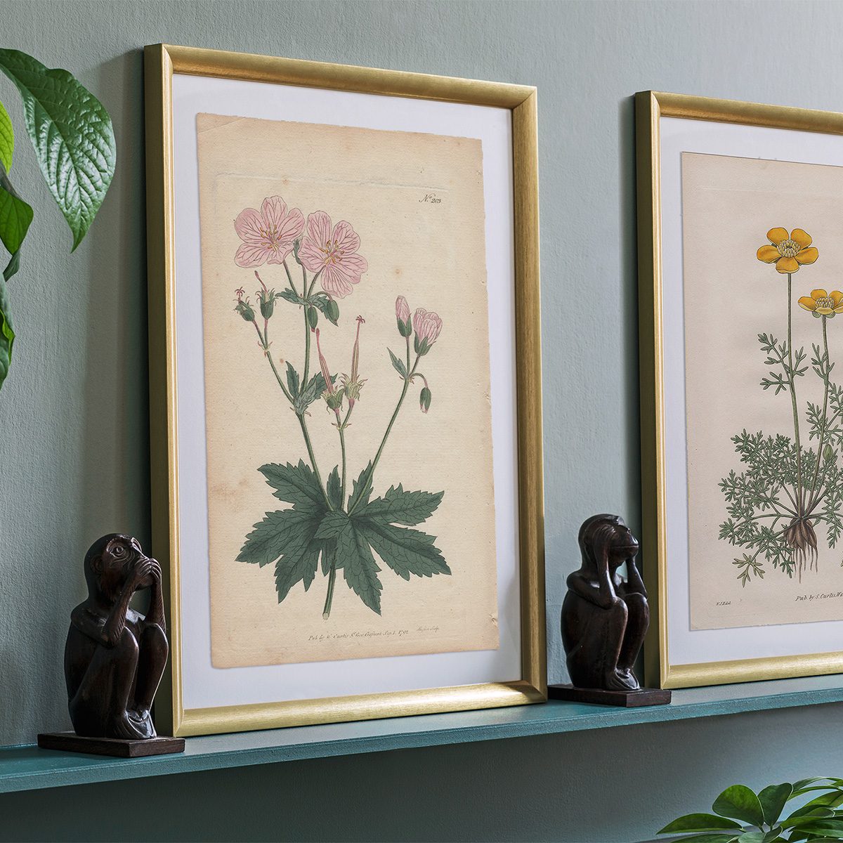 Original antique hand-colored engraving botanical print from Curtis’s Botanical Magazine; or Flower-Garden Displayed.