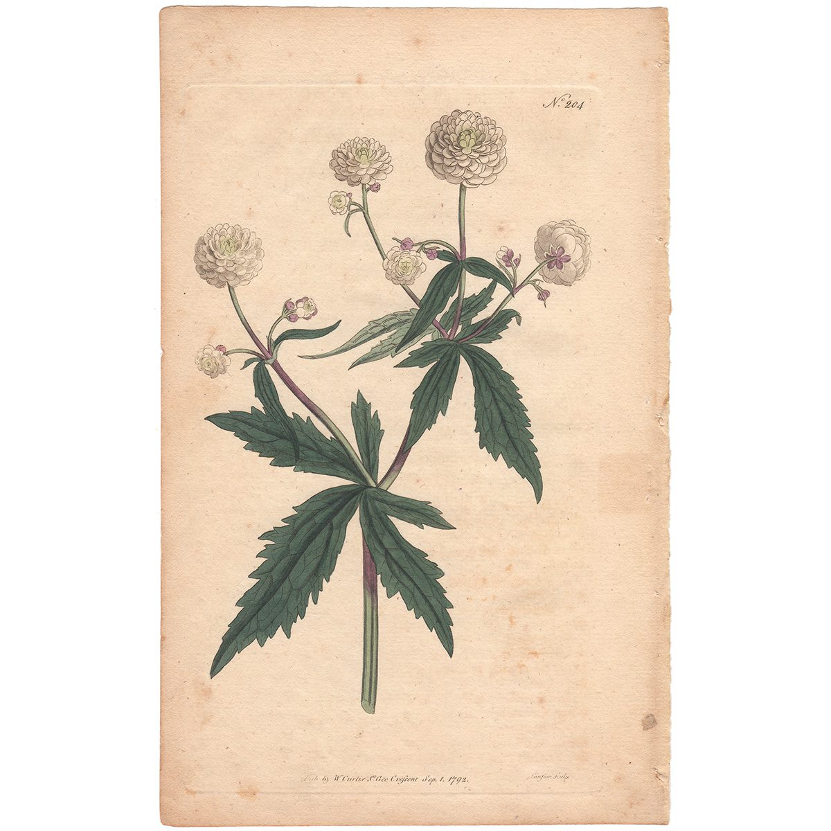 Curtis Plate 204 Mountain Crowfoot, or Fair Maids of France