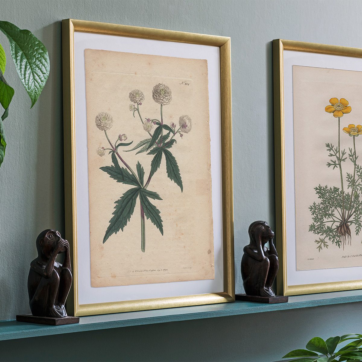 Original antique hand-colored engraving botanical print from Curtis’s Botanical Magazine; or Flower-Garden Displayed.