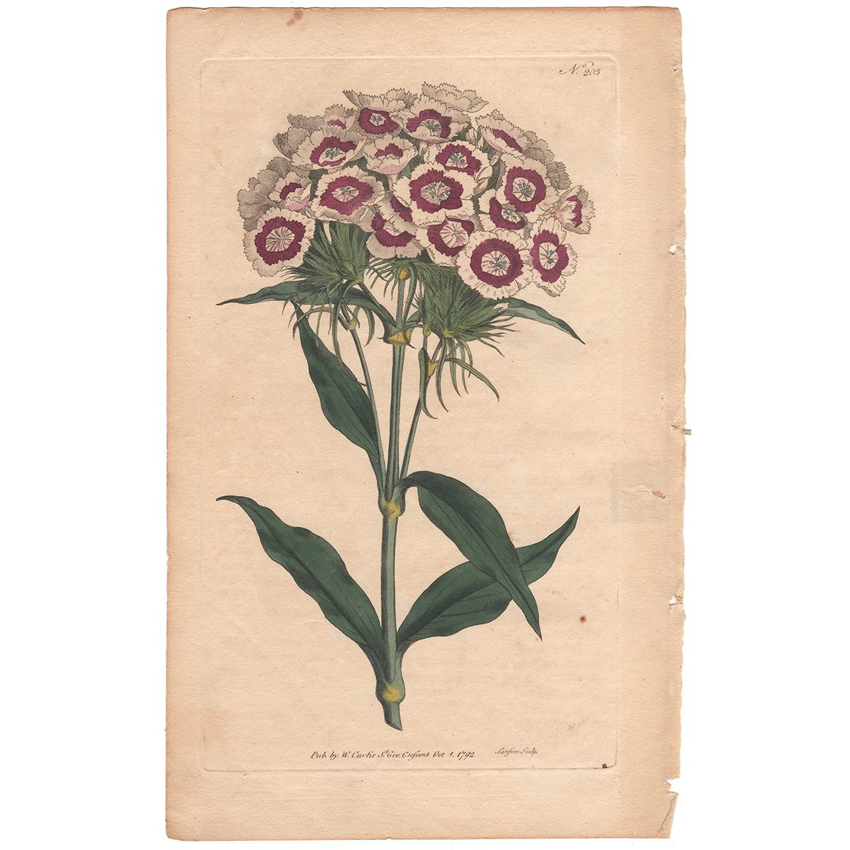 Curtis Plate 205 Alpine Toad-Flax