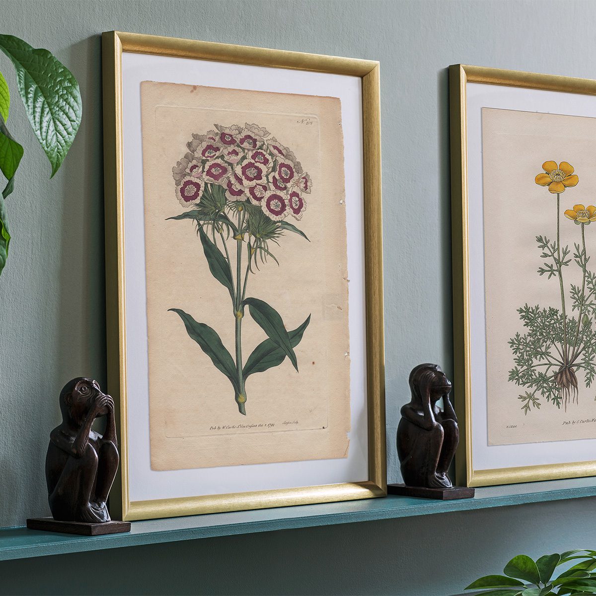 Original antique hand-colored engraving botanical print from Curtis’s Botanical Magazine; or Flower-Garden Displayed.