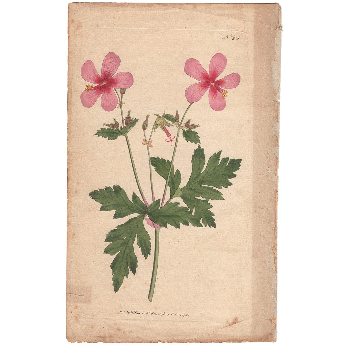 Curtis Plate 206 Anemone-Leaved Geranium