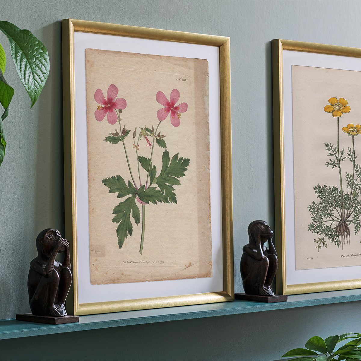 Original antique hand-colored engraving botanical print from Curtis’s Botanical Magazine; or Flower-Garden Displayed.