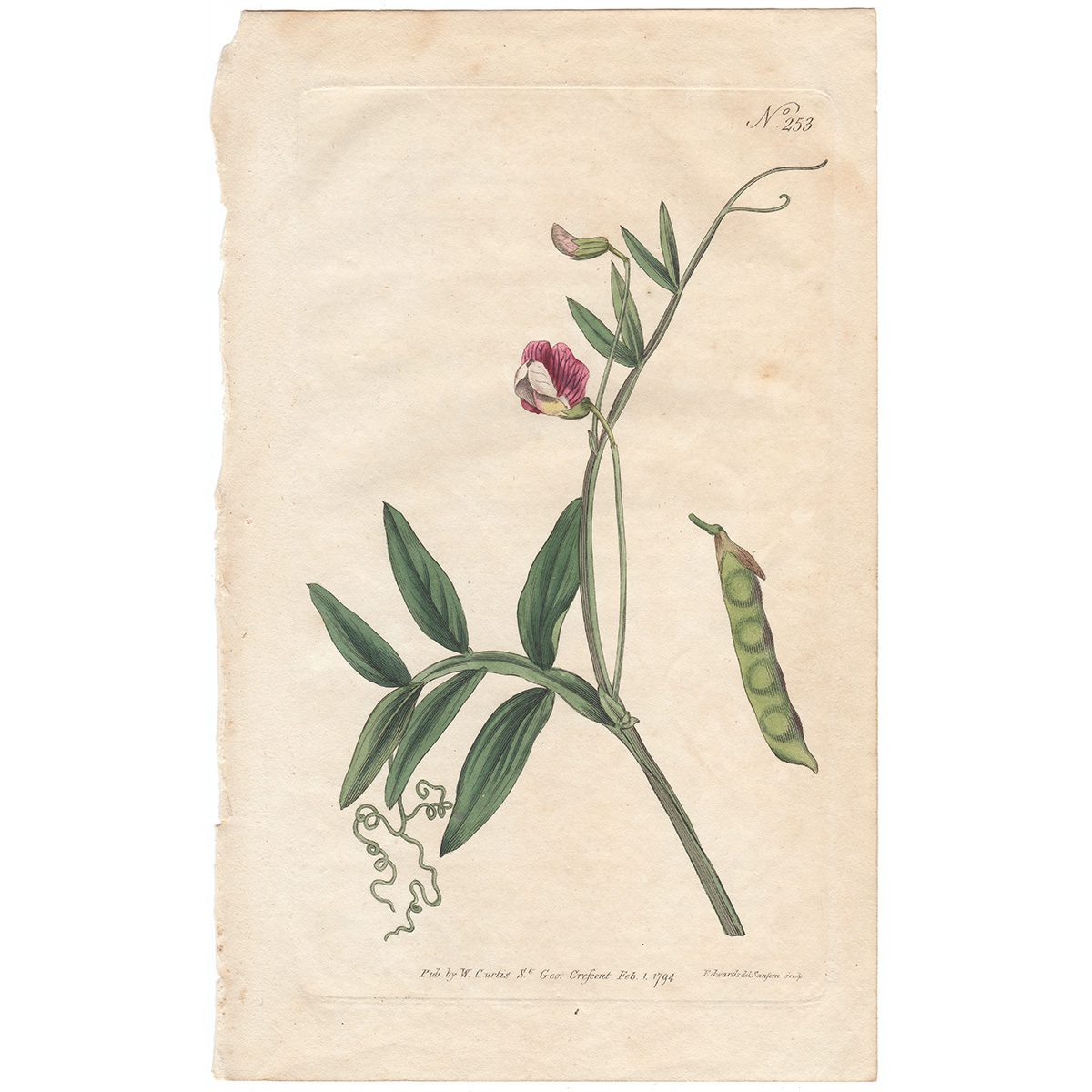 Curtis Plate 253 Jointed-Podded Lathyrus