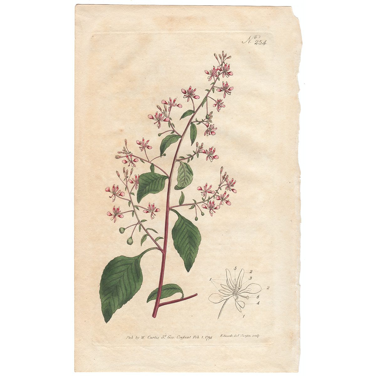 Curtis Plate 254 Mexican Lopezia