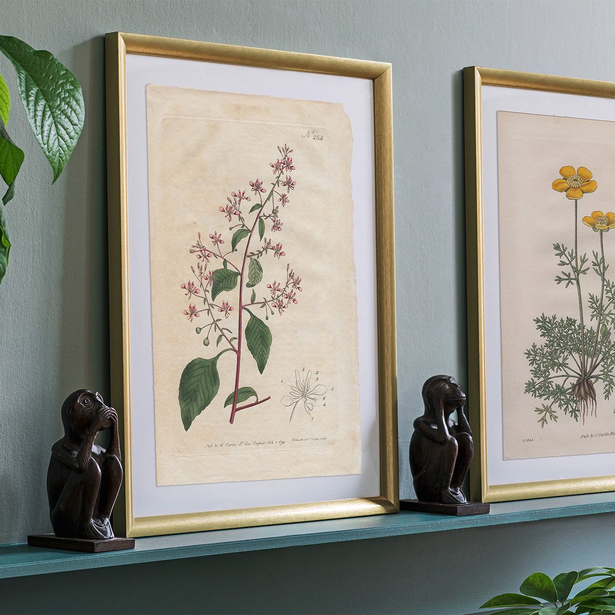 Original antique hand-colored engraving botanical print from Curtis’s Botanical Magazine; or Flower-Garden Displayed.