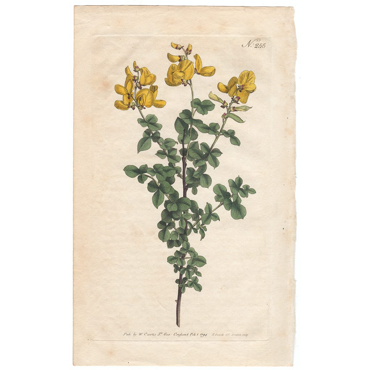 Curtis Plate 255 Sessile-Leaved or Common Cytisus