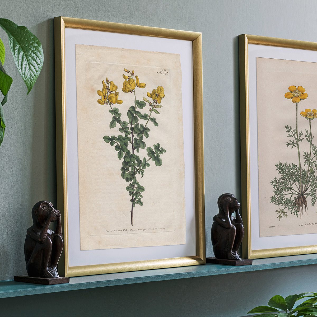 Original antique hand-colored engraving botanical print from Curtis’s Botanical Magazine; or Flower-Garden Displayed.