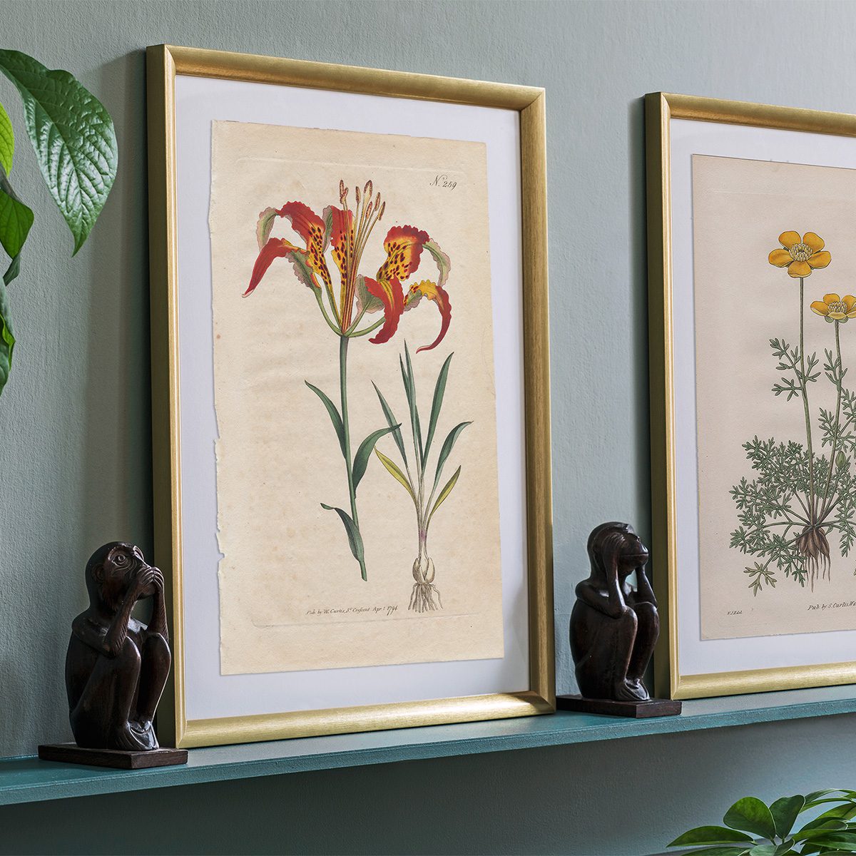 Original antique hand-colored engraving botanical print from Curtis’s Botanical Magazine; or Flower-Garden Displayed.