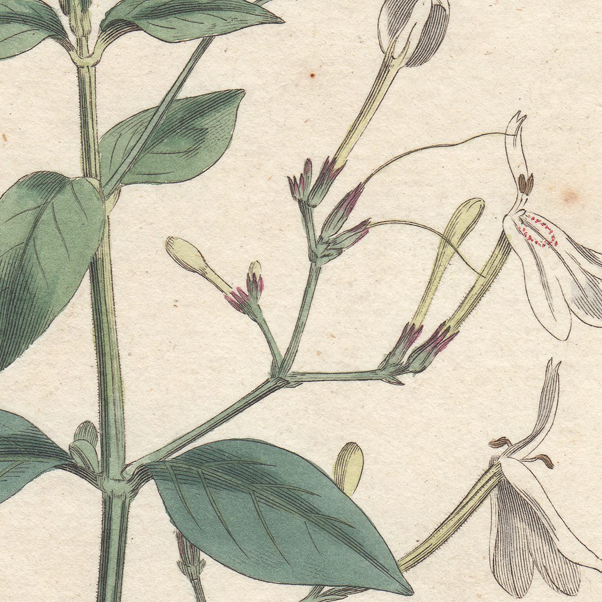 Curtis Plate 325 Dichotomous Justicia - Image 2